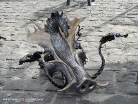 Голова вепра