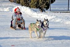 Перегони на собачих упряжках 