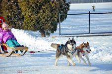 Перегони на собачих упряжках 