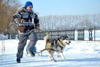 Перегони на собачих упряжках 