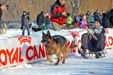 Перегони на собачих упряжках 