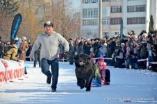 Перегони на собачих упряжках 