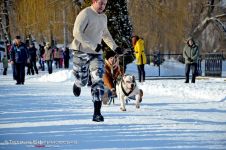 Перегони на собачих упряжках 