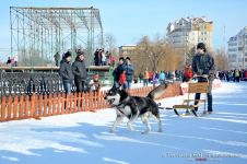 Перегони на собачих упряжках 