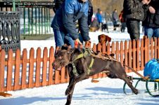 Перегони на собачих упряжках 