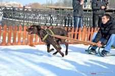 Перегони на собачих упряжках 