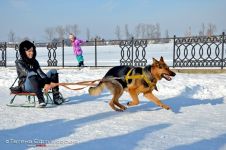 Перегони на собачих упряжках 