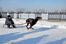 Перегони на собачих упряжках 
