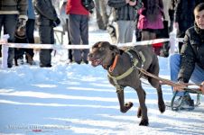 Перегони на собачих упряжках 