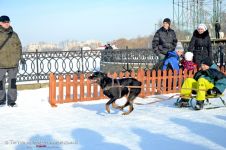 Перегони на собачих упряжках 