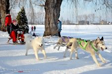 Перегони на собачих упряжках 