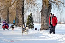 Перегони на собачих упряжках 