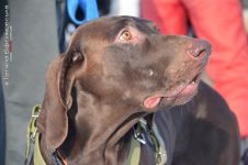 Перегони на собачих упряжках 