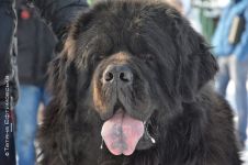 Перегони на собачих упряжках 