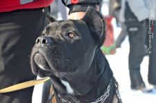 Перегони на собачих упряжках 