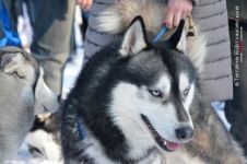 Перегони на собачих упряжках 