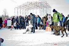 Перегони на собачих упряжках 