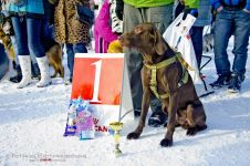 Перегони на собачих упряжках 