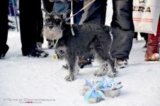 Перегони на собачих упряжках