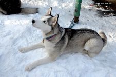 Перегони на собачих упряжках